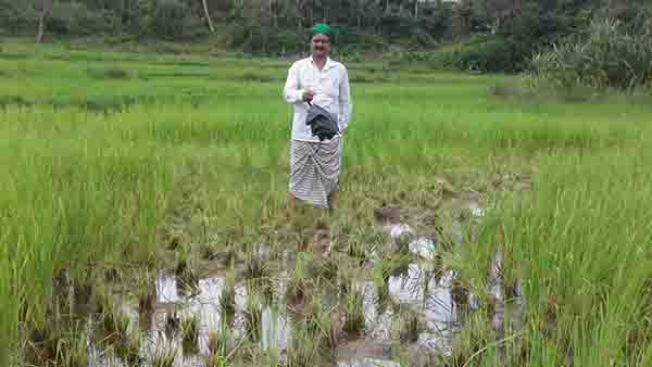ಕೋಡೆಬೈಲ್ ಸುತ್ತಮುತ್ತ ಕಾಡಾನೆ ದಾಳಿ: ಅಪಾರ ಬೆಳೆ ನಾಶ